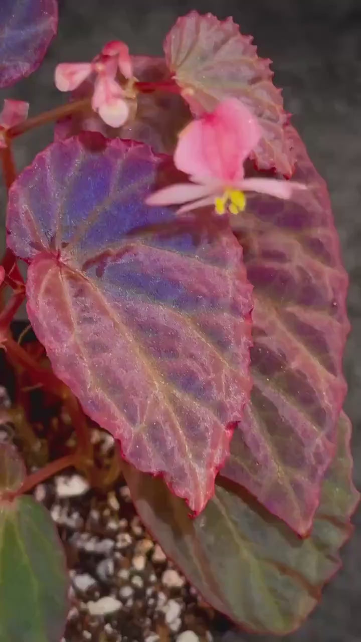 Begonia Botanicaz 115 V.5