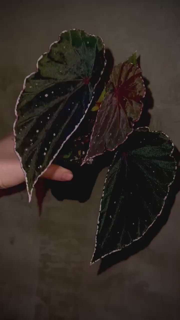 Begonia Botanicaz 88 V.1 (Can acclimate to house conditions) Fragrant Blooms