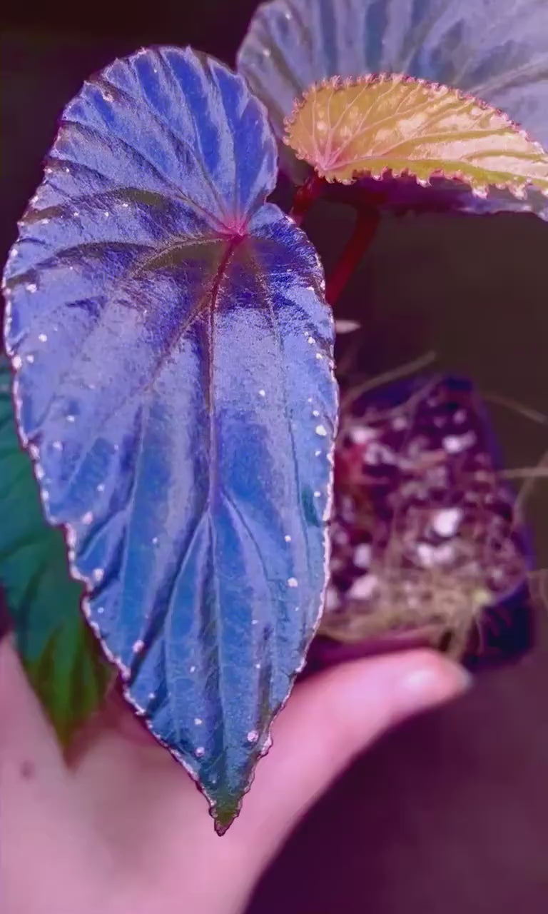 Begonia Botanicaz 120 V.1