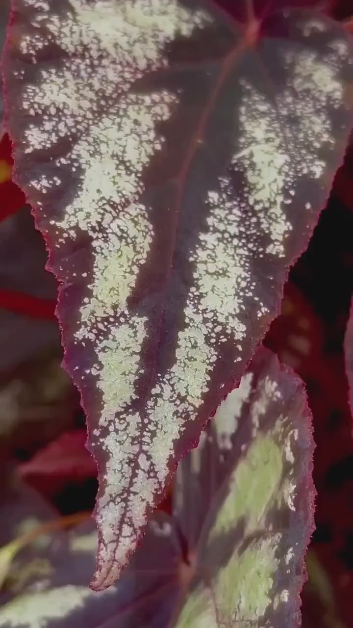 LEAF CUTTING Begonia Botanicaz 105 V.1 (Can acclimate to house conditions)