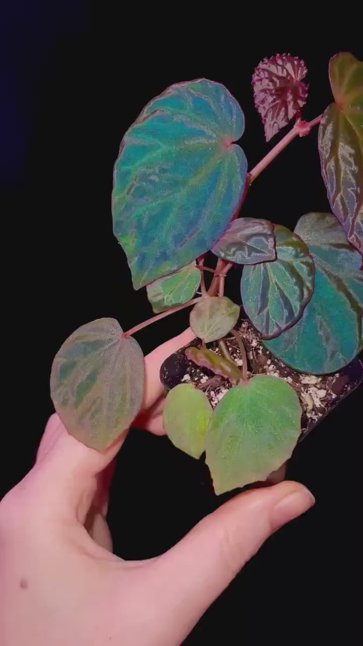 Begonia Botanicaz 115 V.8