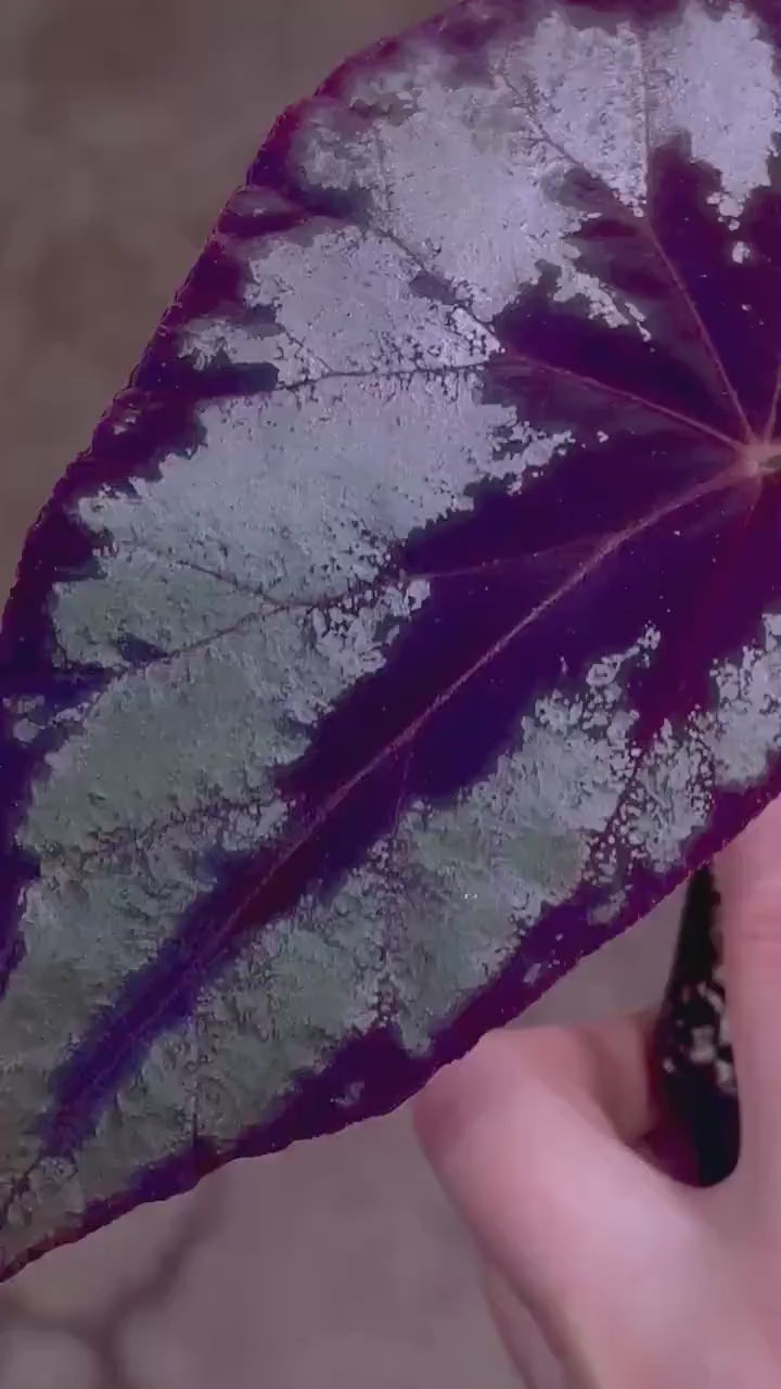 READY SOON Begonia Botanicaz 105 V.2 (Can acclimate to house conditions)