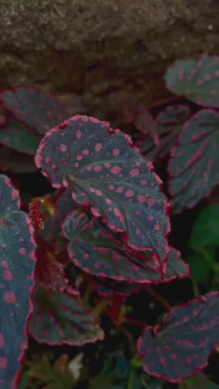 TOP CUTTING Begonia Botanicaz 44 V.1