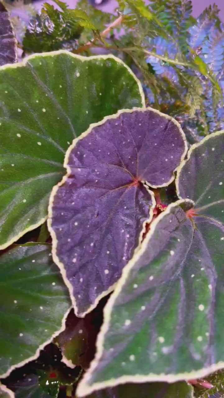 Begonia Botanicaz 56 V.1