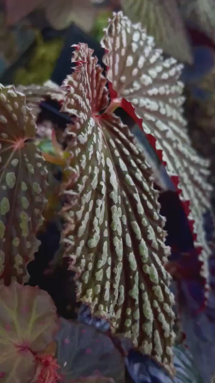 LEAF CUTTING Begonia Botanicaz 13