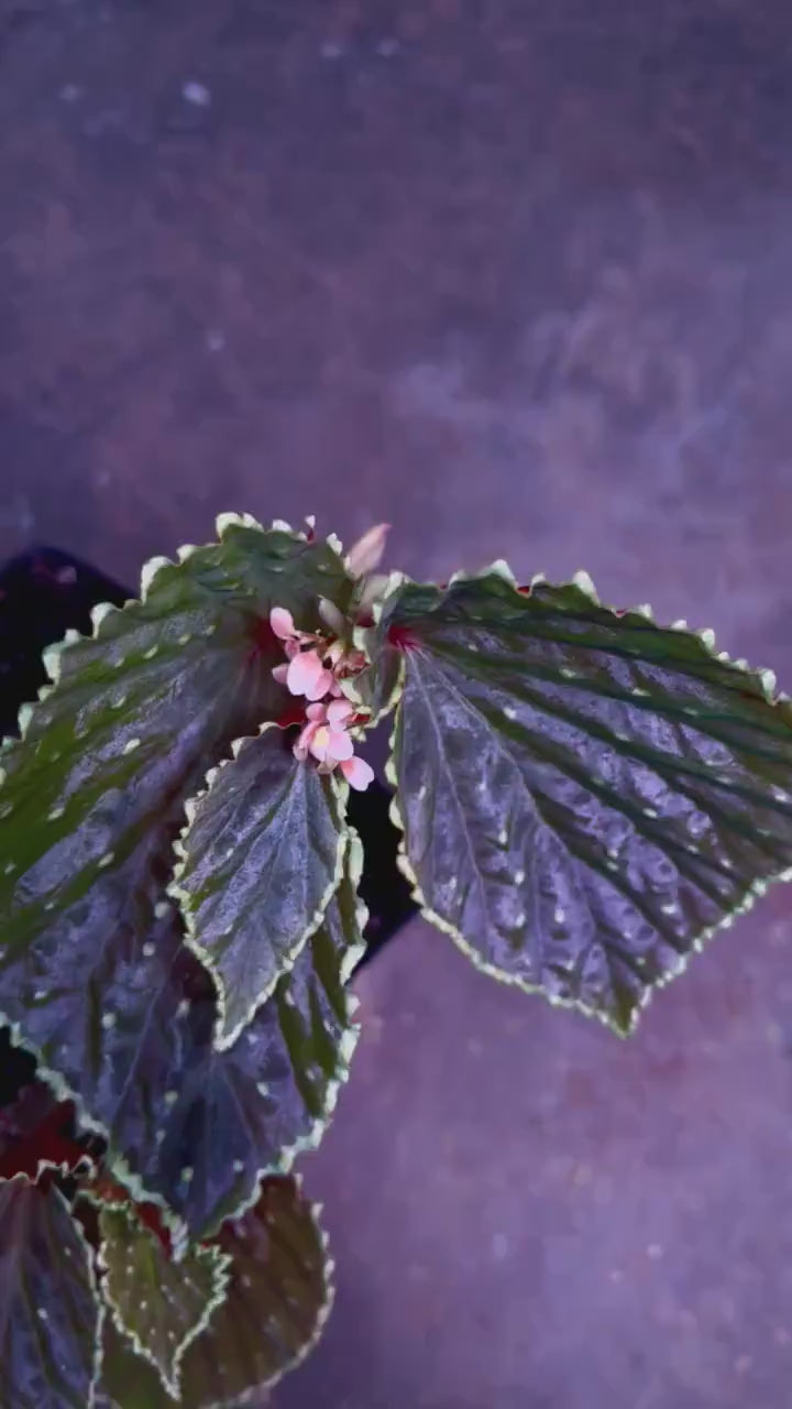 READY SOON Begonia Botanicaz 56 V.3