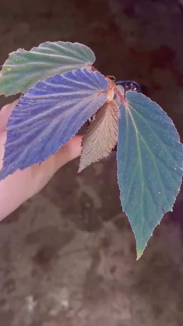 READY SOON Begonia Botanicaz 77