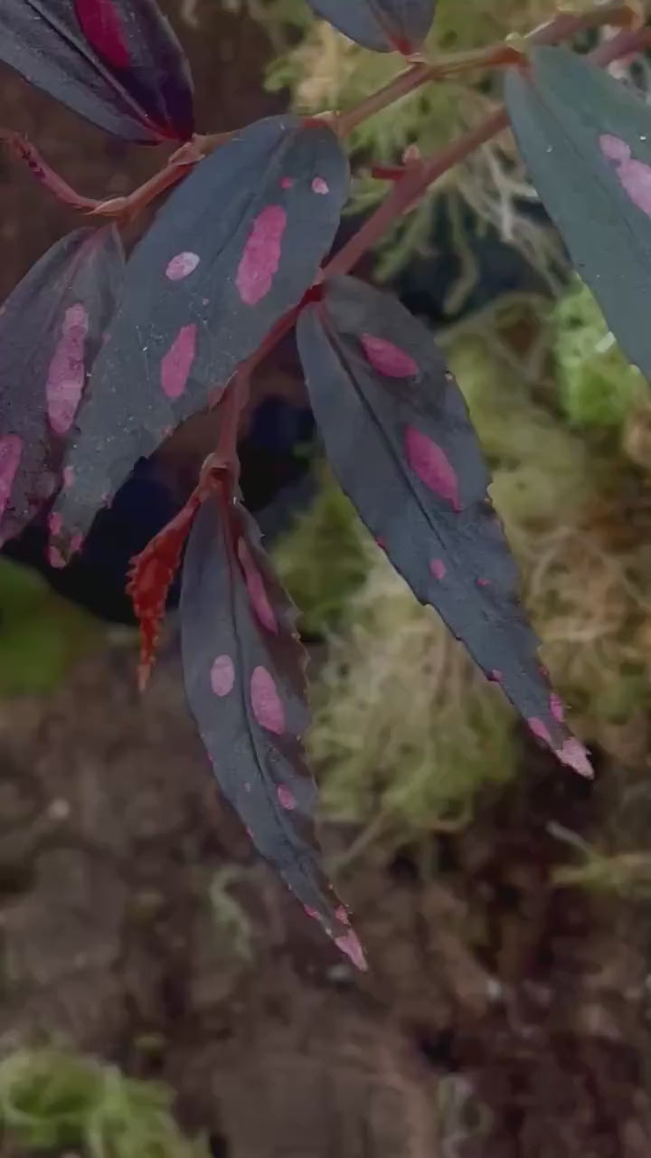 Begonia julau Type 2