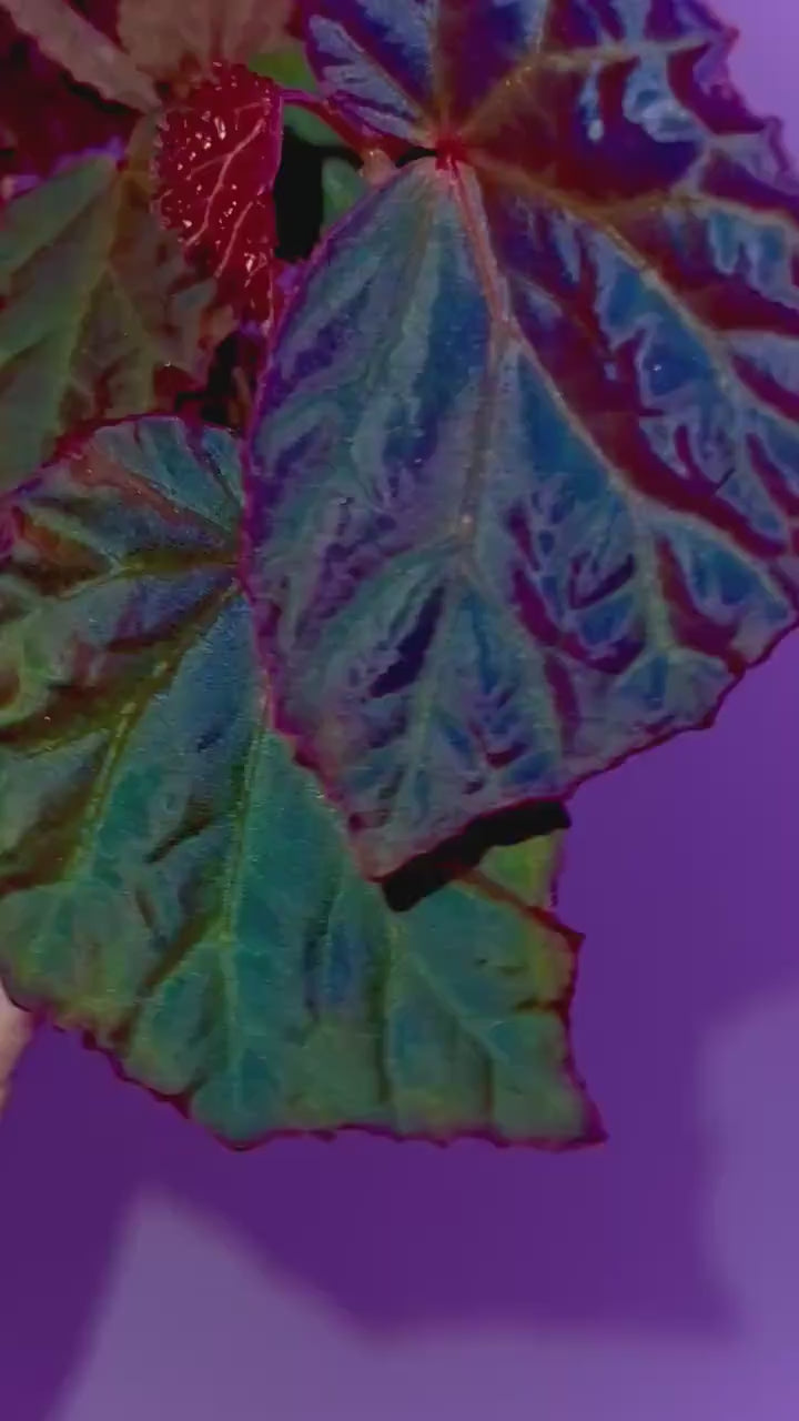 Begonia Botanicaz 115 V.6