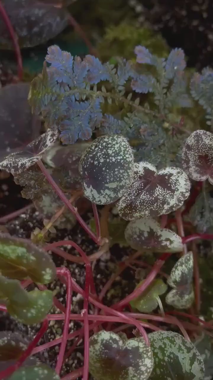 LEAF CUTTING Begonia sp. curtisii ‘Galaxy’