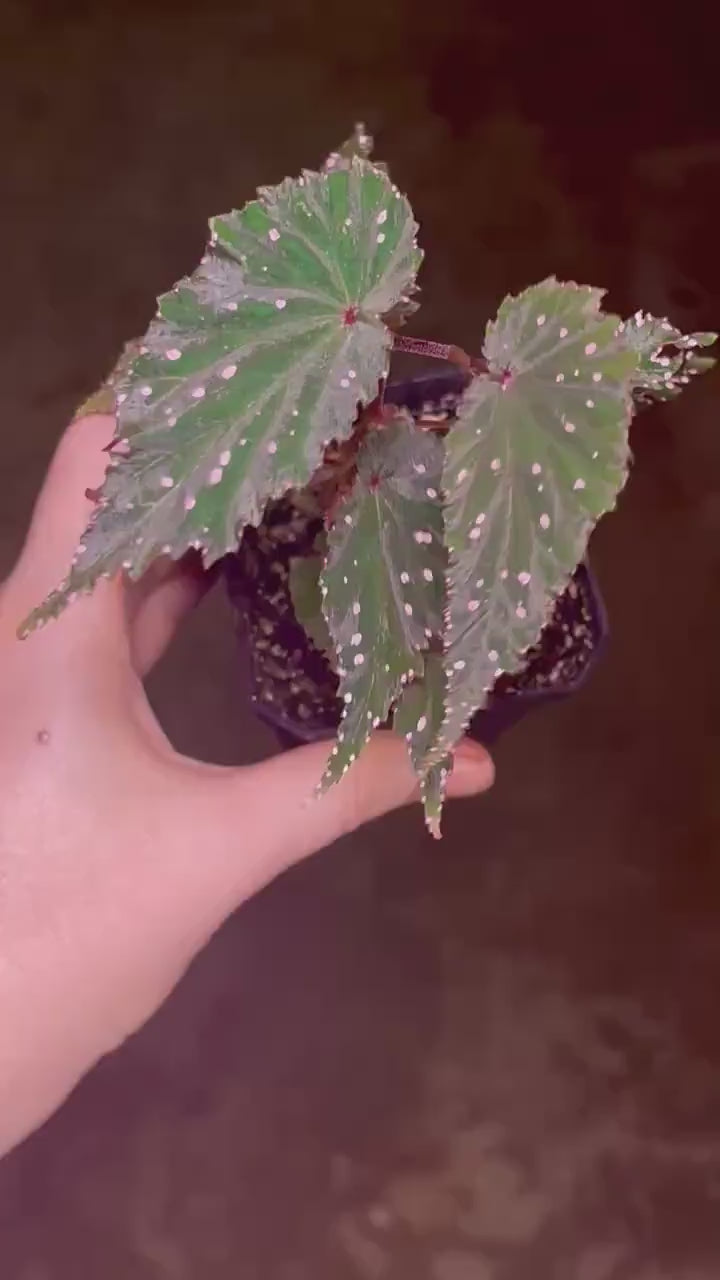 Begonia sp. gracilicyma