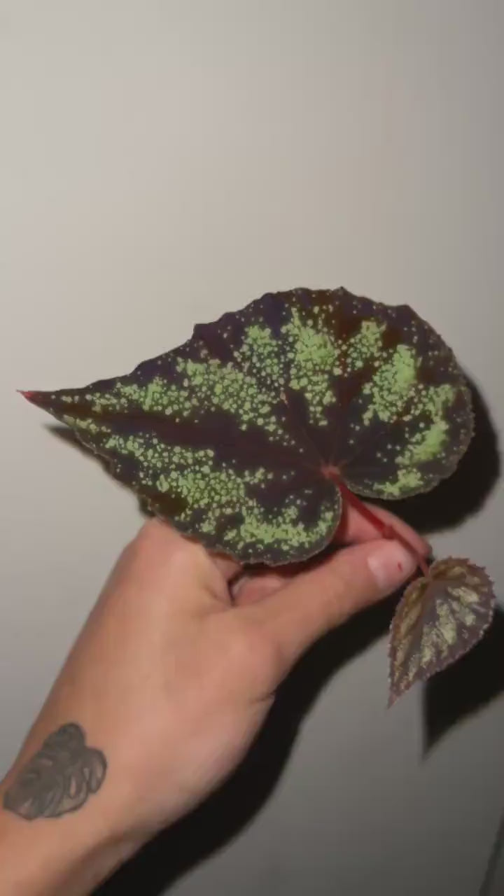 TOP CUTTING Begonia Botanicaz 51 (Can acclimate to house conditions) (Fragrant Blooms)
