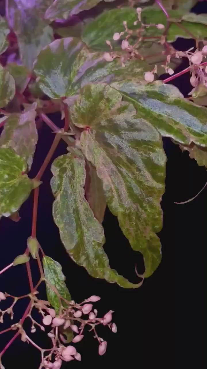 Variegated Begonia Botanicaz 49 V.4 Mutated (Can acclimate to house conditions) Fragrant Blooms