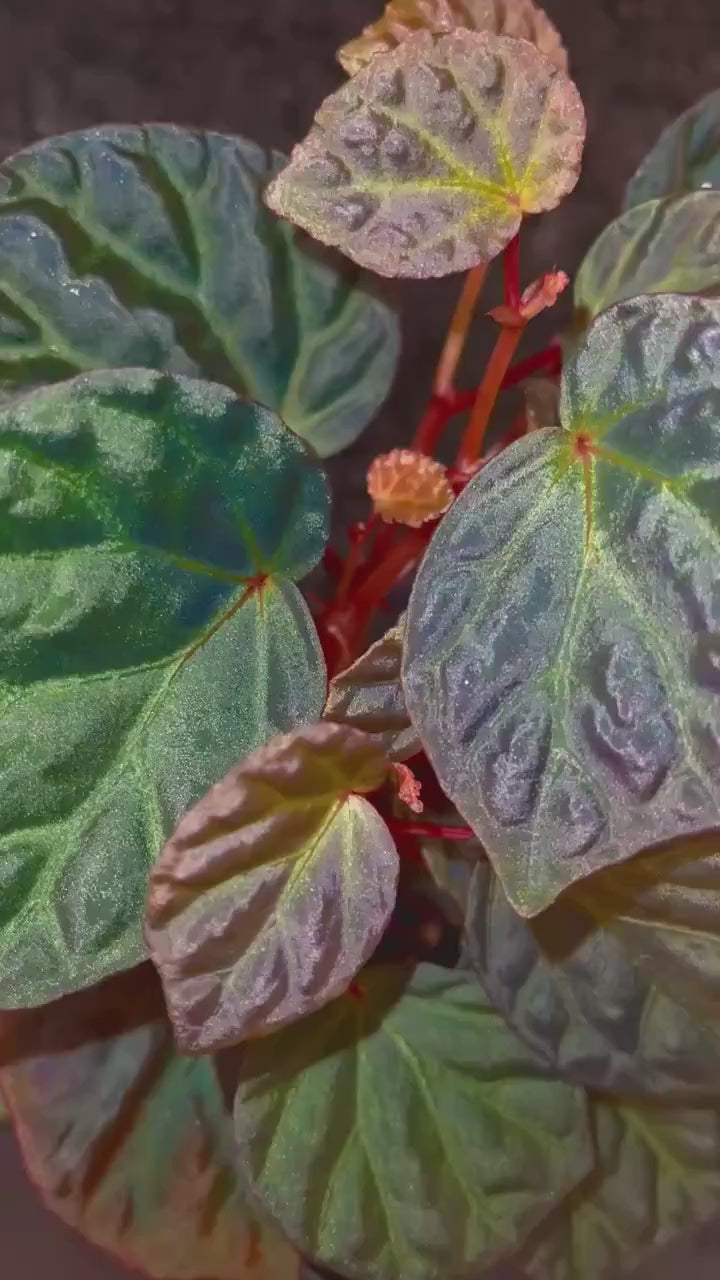 Begonia Botanicaz 85 V.3