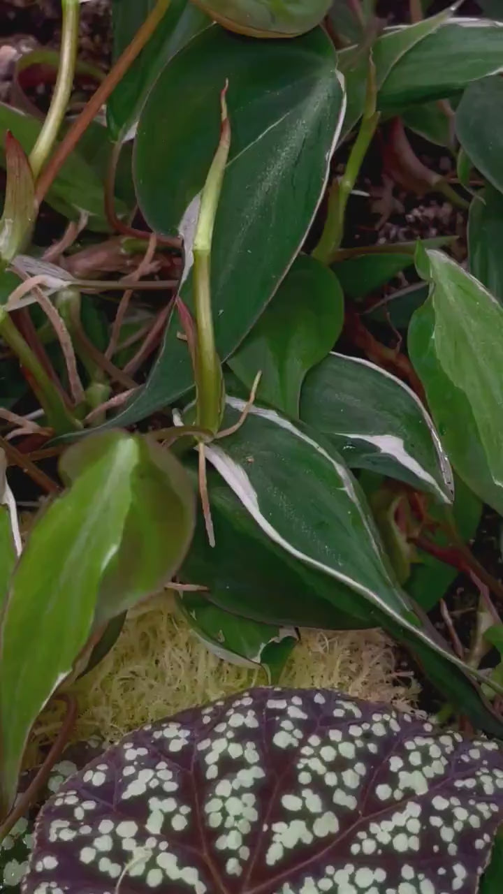 One FREE Per Item Purchased Variegated Philodendron Micans ‘Velvet Halo’ MID CUTTING (Can acclimate to house conditions)
