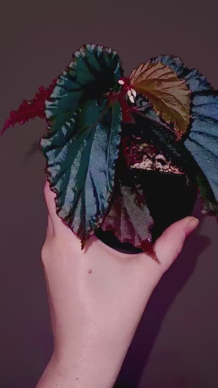 Begonia Botanicaz 109 V.1