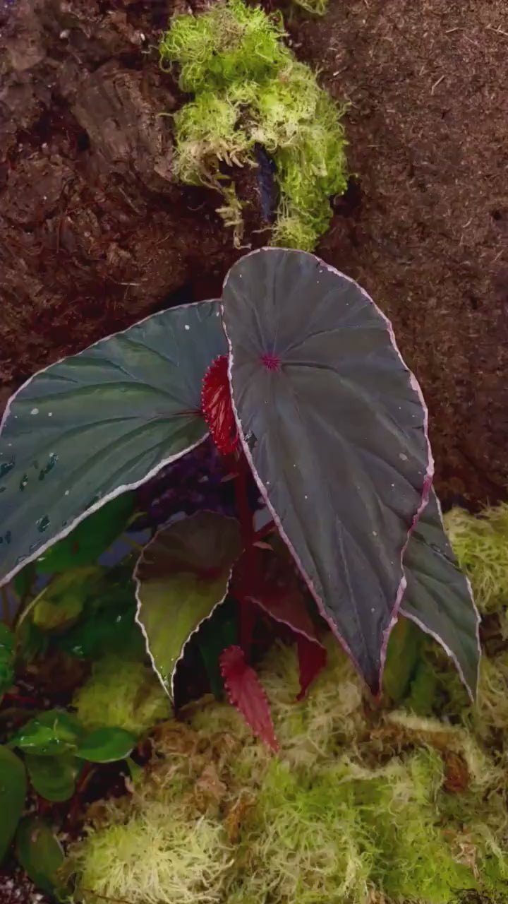 Begonia Botanicaz 60 V.1