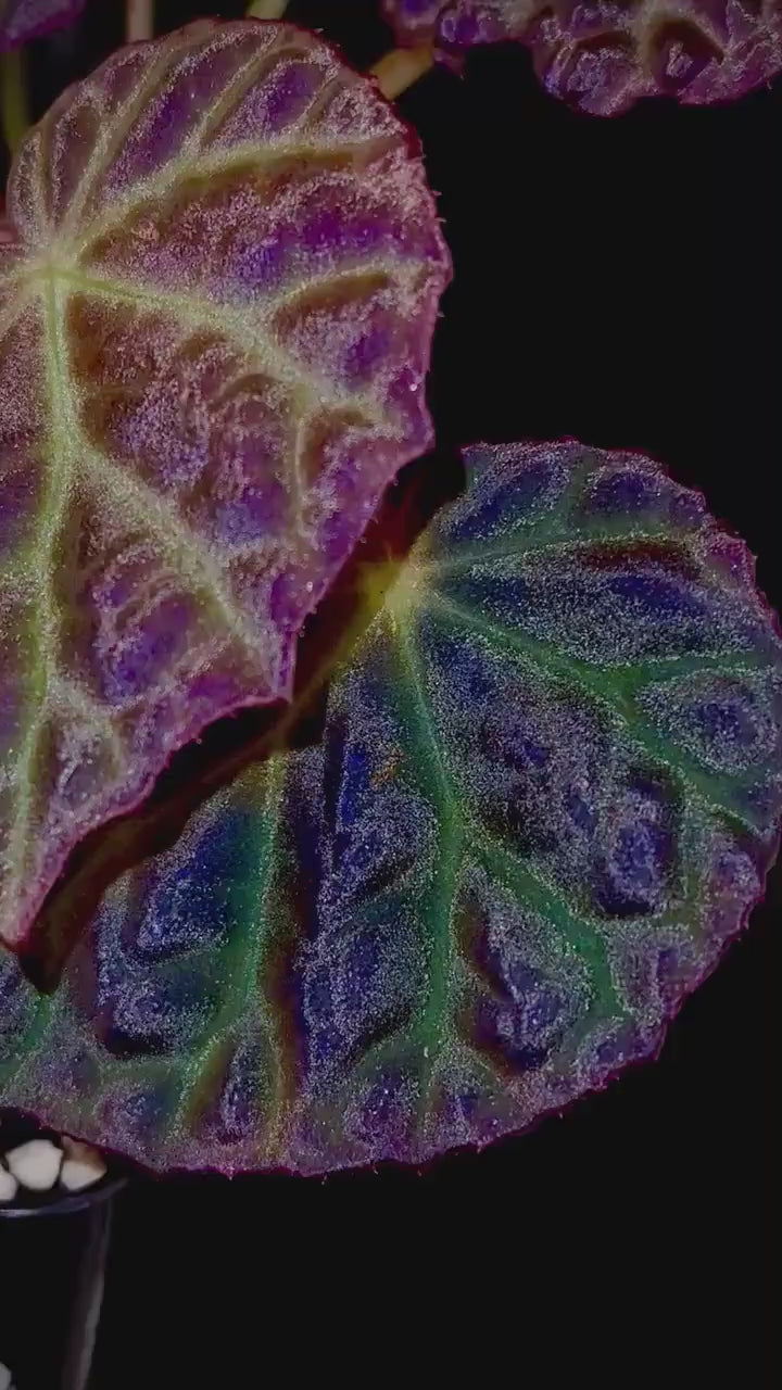 READY SOON Begonia Botanicaz 35