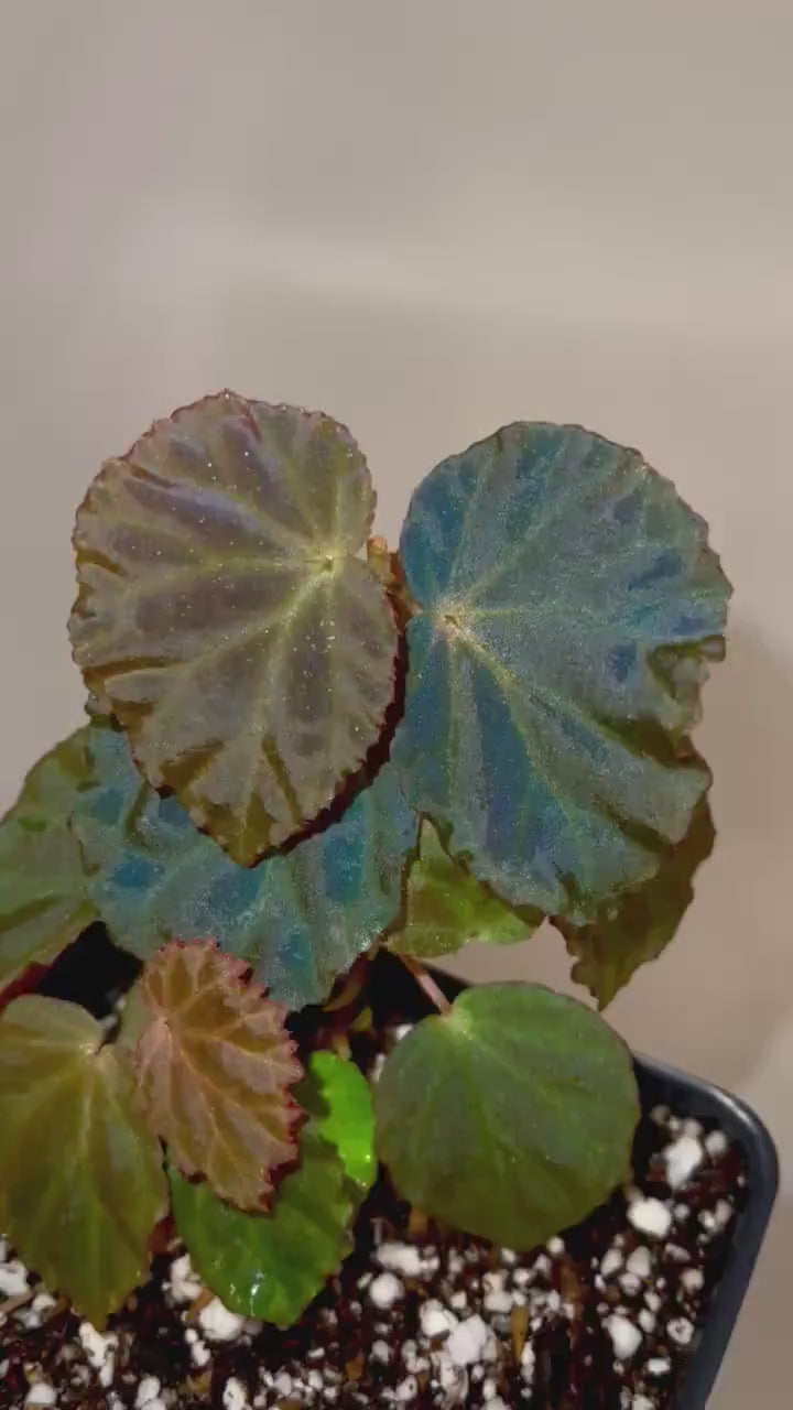 Begonia Botanicaz 85 V.6 'Ruffle'