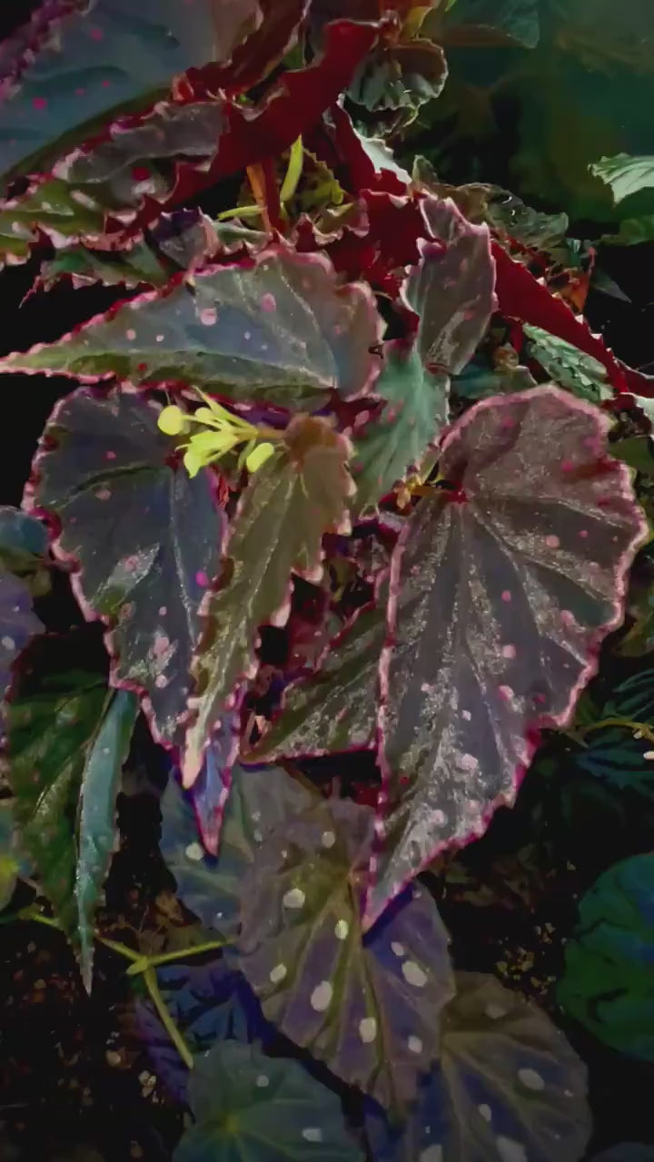 Begonia Botanicaz 5
