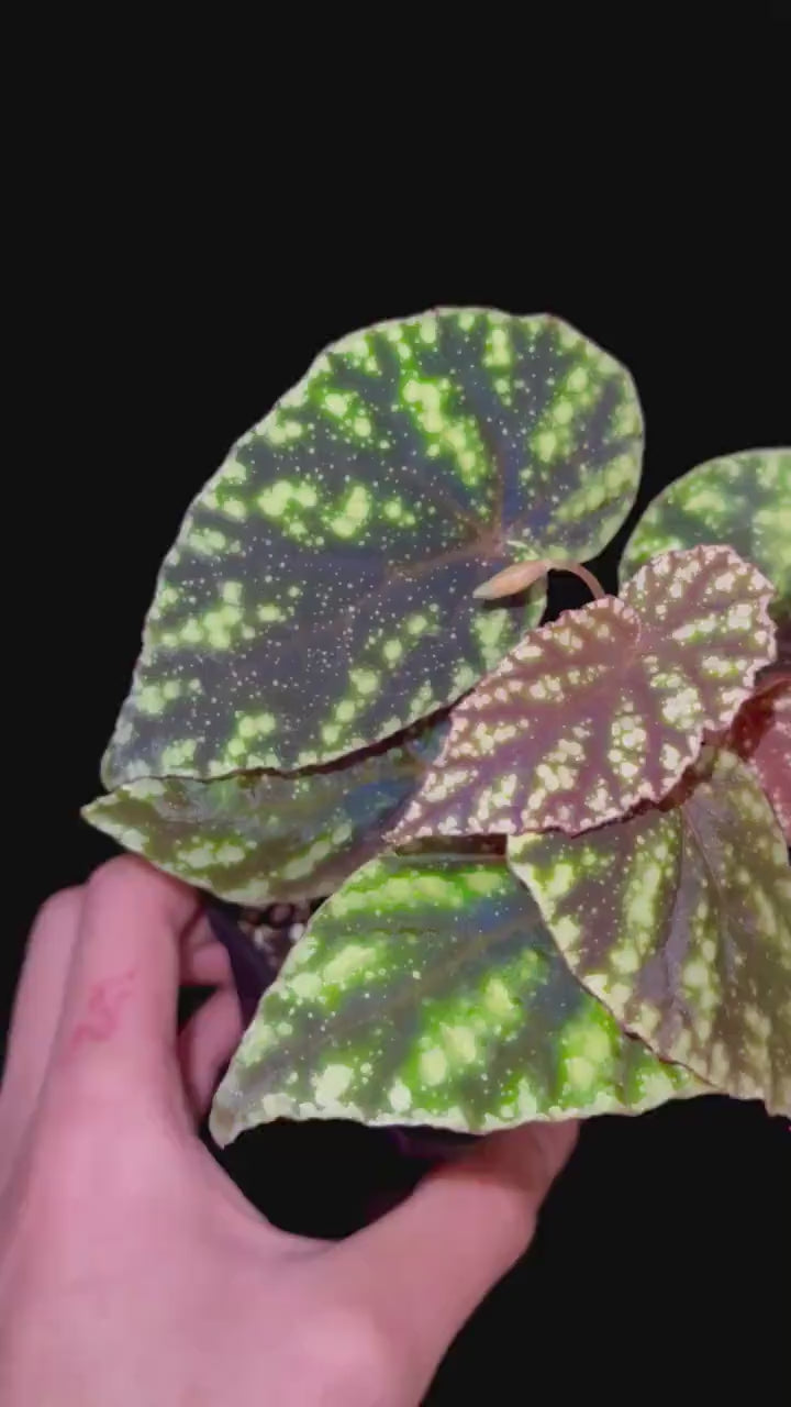 Begonia Botanicaz 90 V.1 (small) (Can acclimate to house conditions)