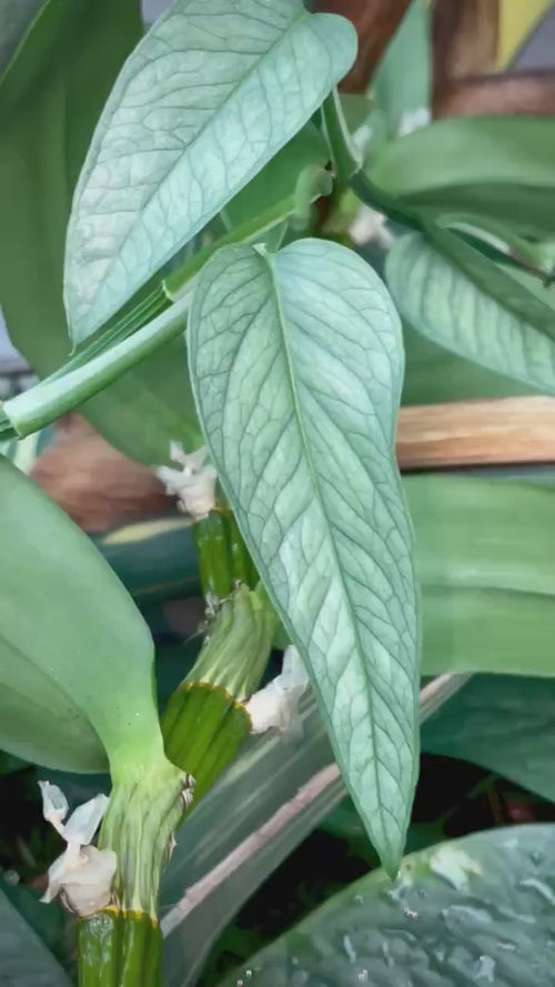 Epipremnum pinnatum 'Cebu Blue'  TOP CUTTING (Can acclimate to house conditions)