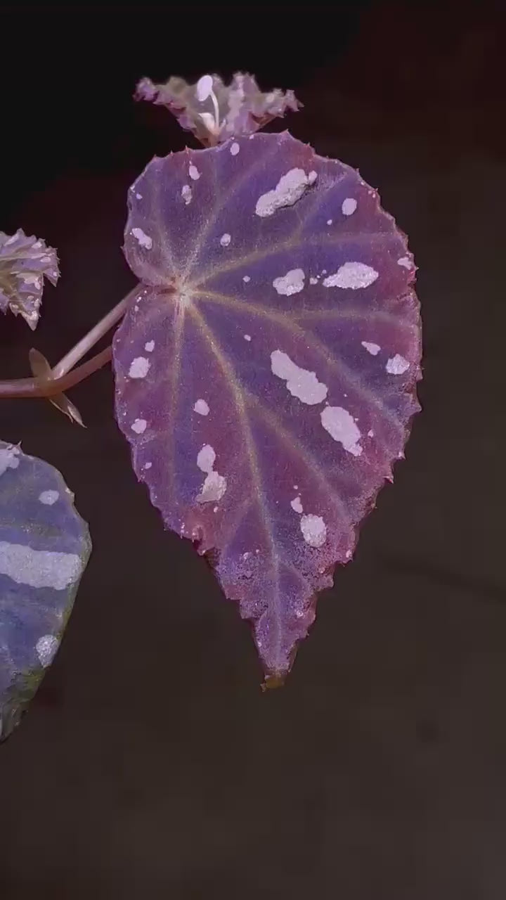 Begonia Botanicaz 34