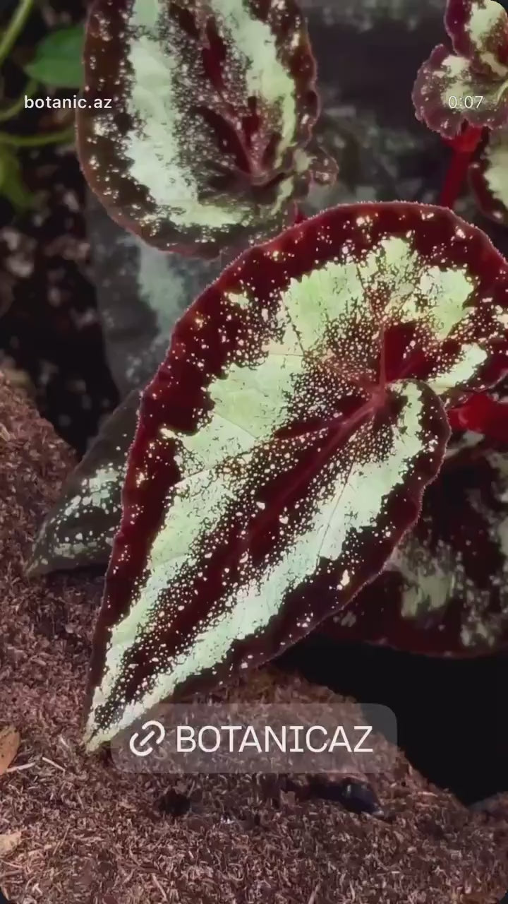 LEAF CUTTING Botanicaz Begonia 131 (Can acclimate to house conditions)