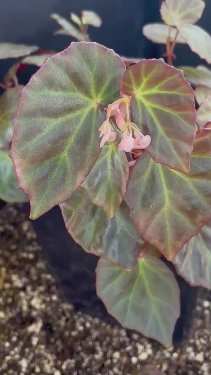 READY SOON Begonia Botanicaz 89
