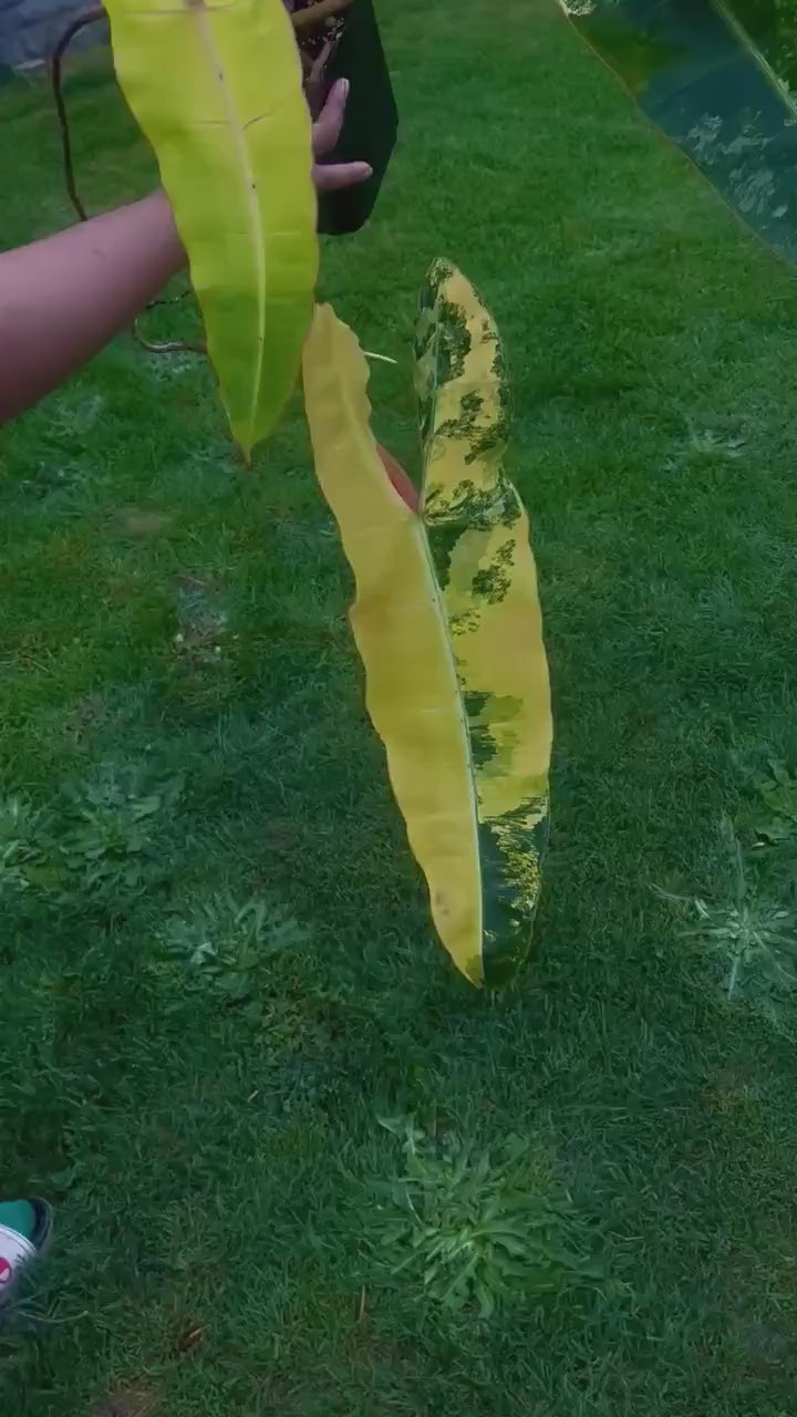 Variegated Philodendron billietiae Non-Exact