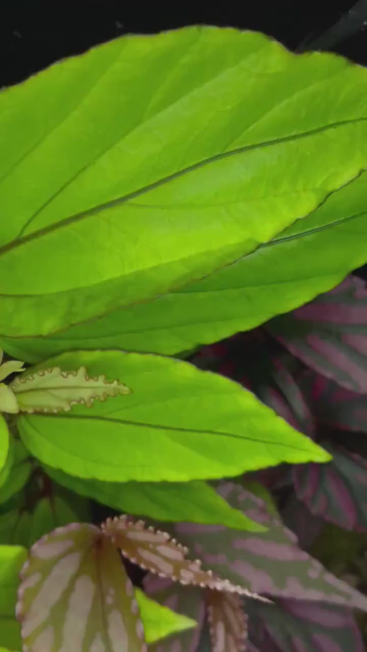 Begonia sp. bayae (fka sp. Kalimantan 'Green')
