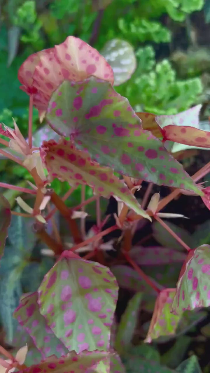 Begonia Botanicaz 33 Begonia malachosticta x Begonia amphioxus (Can acclimate to house conditions) Fragrant Blooms