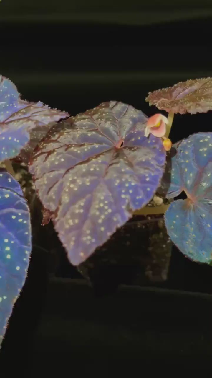 READY SOON Begonia Botanicaz 45 V.1 (Can acclimate to house conditions)