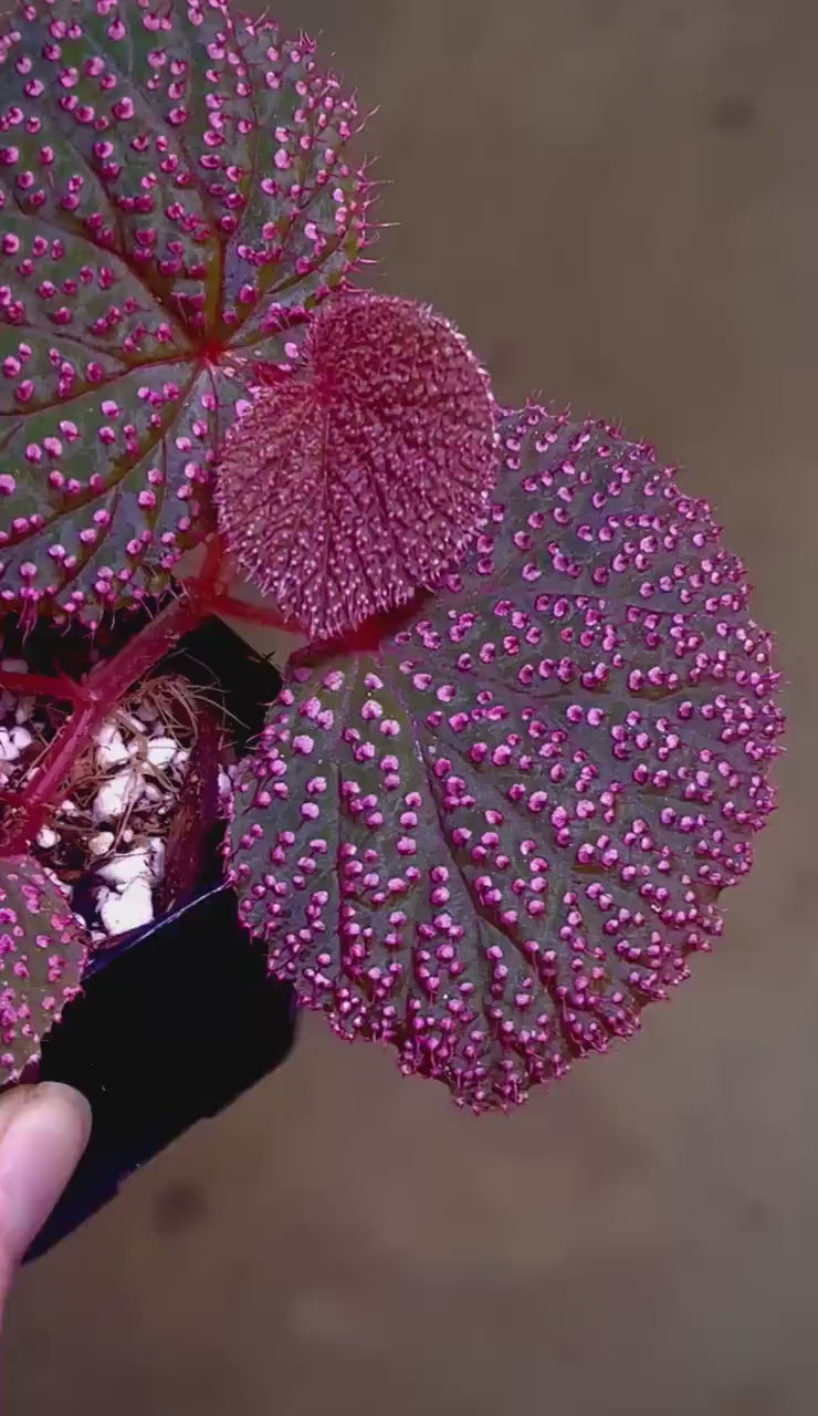 MEDIUM Begonia Botanicaz 7 ‘Pink Urchin’