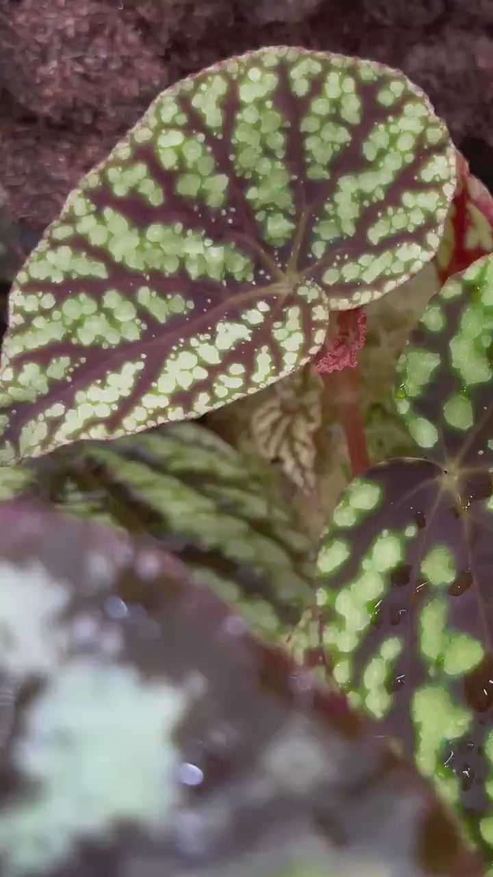 TOP CUTTING Begonia Botanicaz 96 V.8 (Can acclimate to house conditions)