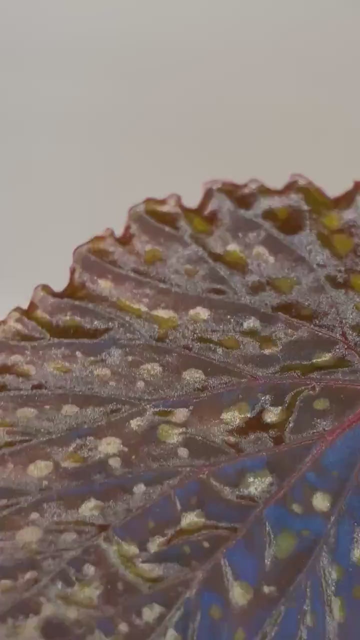 LEAF CUTTING Begonia Botanicaz 67 (Fragrant Blooms)