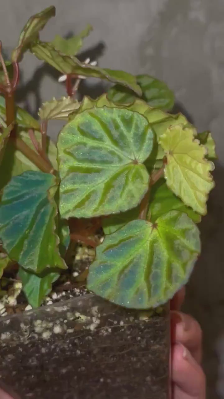 READY SOON Begonia Botanicaz 85 V.4 'Baby Blue'