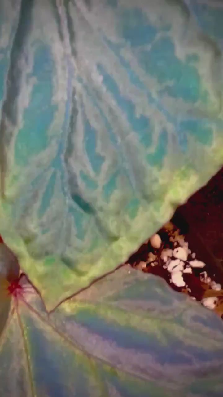 Begonia Botanicaz 115 V.1