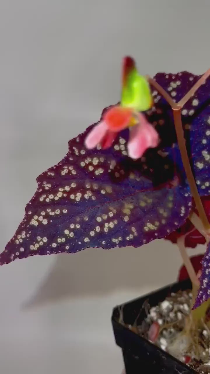 Begonia Botanicaz 90 V.3 (Can acclimate to house conditions)