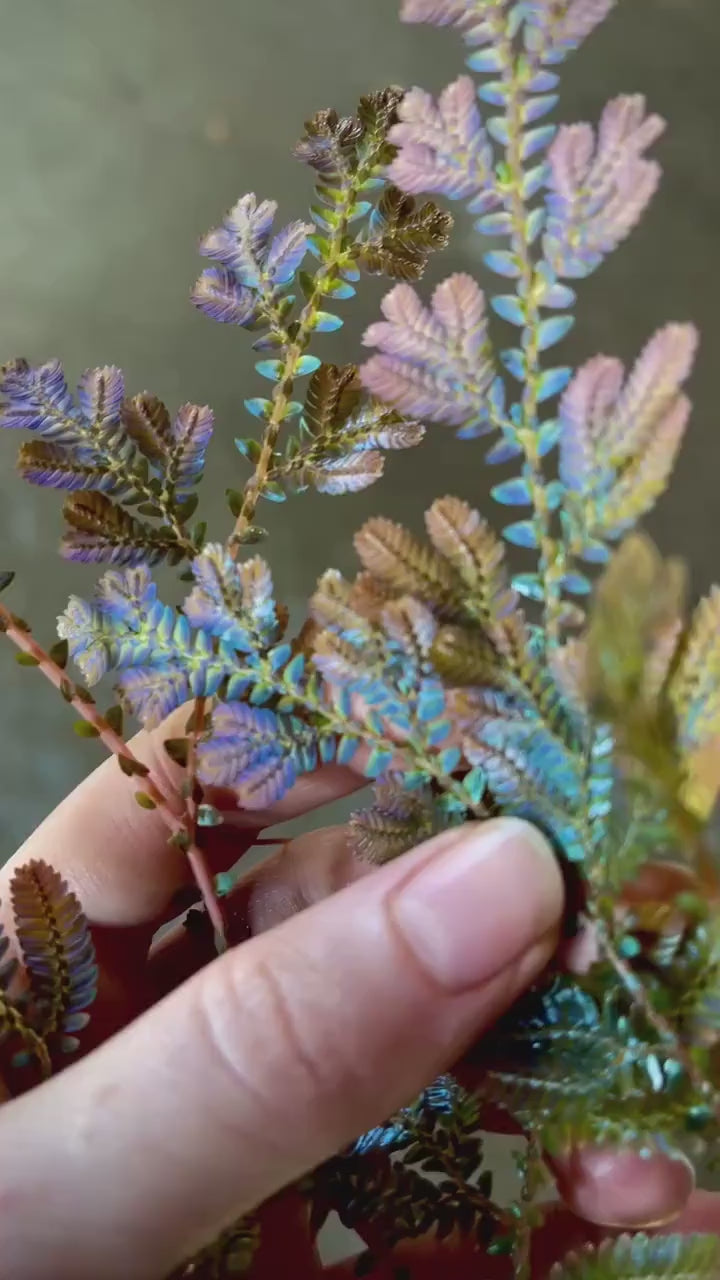 Selaginella wildenowii