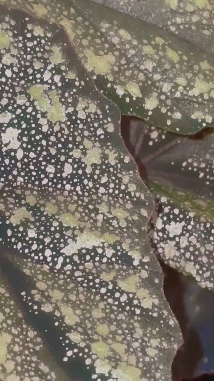 TOP CUTTING Begonia 'Moona' (Can acclimate to house conditions) Fragrant Blooms