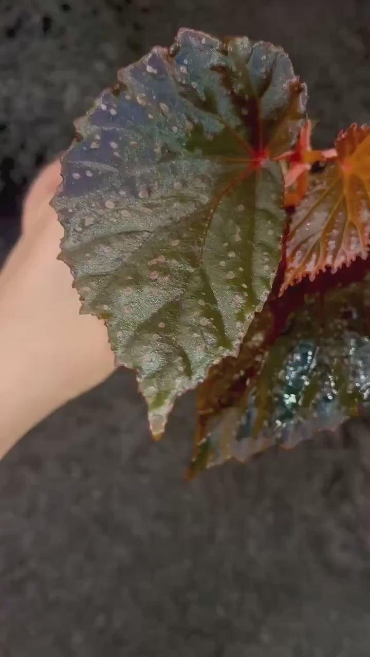 Begonia Botanicaz 109 V.2
